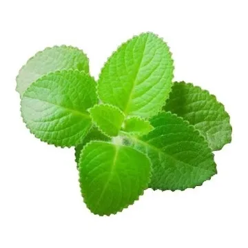Karpooravalli ilai / Ajwain Leaf Dreid (Raw)